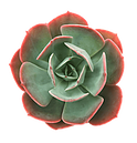 Women's Center logo